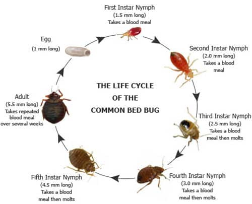 Bed Bug Control Services Charleston, SC - Exclusive Pest Control